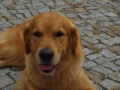 Carlo-of-Golden-Fields-and-Forests