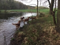 dual-golden-retriever