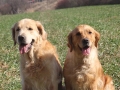 golden-mountain-springs-caty-und-gms-don-1