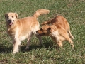 golden-mountain-springs-caty-und-gms-don-21