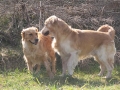 golden-mountain-springs-caty-und-gms-don-36
