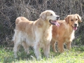 golden-mountain-springs-caty-und-gms-don-37