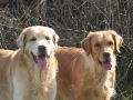 golden-mountain-springs-caty-und-gms-don-38