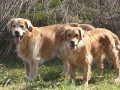 golden-mountain-springs-caty-und-gms-don-39