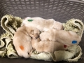 1-Dual-Golden-Retriever-1-2
