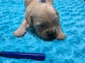 10-Dual-Golden-Retriever-4-1-e1558437328524