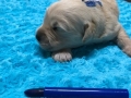 11-Dual-Golden-Retriever-5-1-e1558437349738
