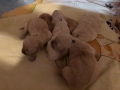 12-Dual-Golden-Retriever-1-1
