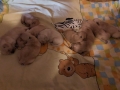 14-Dual-Golden-Retriever-3-1