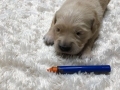 2-Dual-Golden-Retriever-2-1-e1558437370872