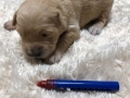 3-Dual-Golden-Retriever-3-1-e1558437385215