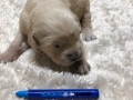 4-Dual-Golden-Retriever-4-1-e1558437189401