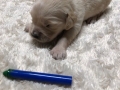 5-Dual-Golden-Retriever-5-1-e1558437223366