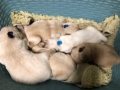 6-Dual-Golden-Retriever-6-1