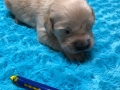 7-Dual-Golden-Retriever-1-1-e1558437255206