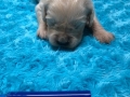 8-Dual-Golden-Retriever-2-1-e1558437287343