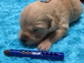 9-Dual-Golden-Retriever-3-1-e1558437307275
