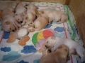 1-Dual-Golden-Retriever-1