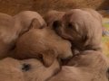 11-Dual-Golden-Retriever-