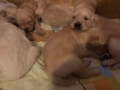 15-Dual-Golden-Retriever-1