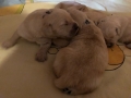 16-Dual-Golden-Retriever-2