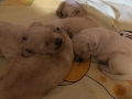 17-Dual-Golden-Retriever-4