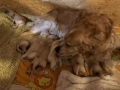 2-Dual-Golden-Retriever-5