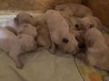 20-Dual-Golden-Retriever-16