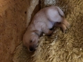 3-Dual-Golden-Retriever-7