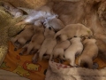4-Dual-Golden-Retriever-8