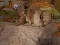 5-Dual-Golden-Retriever-9