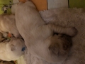 6-Dual-Golden-Retriever-11