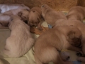 7-Dual-Golden-Retriever-