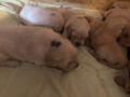 8-Dual-Golden-Retriever-13