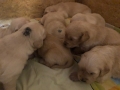 9-Dual-Golden-Retriever-14
