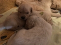 Dual-Golden-Retriever-13