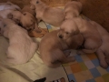 Dual-Golden-Retriever-14