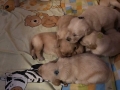 Dual-Golden-Retriever-17-e1559128007106