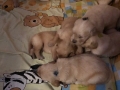 Dual-Golden-Retriever-18-e1559127993917