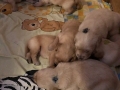 Dual-Golden-Retriever-19-e1559127966330