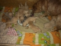 Dual-Golden-Retriever-20