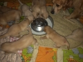 Dual-Golden-Retriever-21
