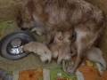 Dual-Golden-Retriever-23