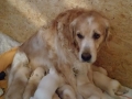 Dual-Golden-Retriever-6