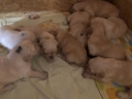 Dual-Golden-Retriever-7