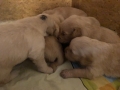 Dual-Golden-Retriever-9