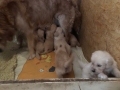 Dual-Golden-Retriever-1-1