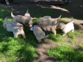 Dual-Golden-Retriever-11