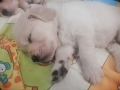 Dual-Golden-Retriever-15