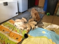 Dual-Golden-Retriever-19